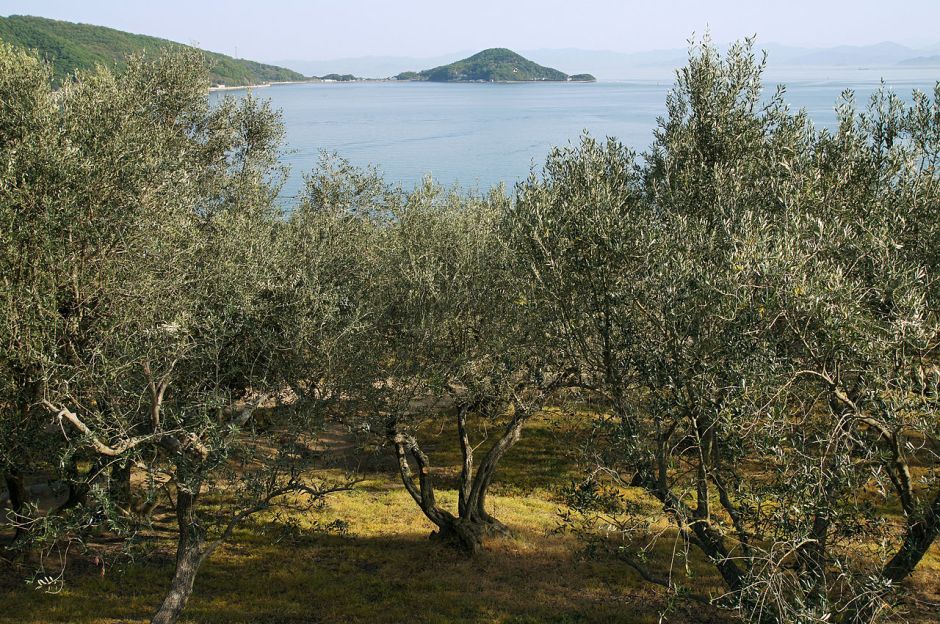 1280px-Shodoshima_Olive_Park_Shodo_Island_Japan23bs34