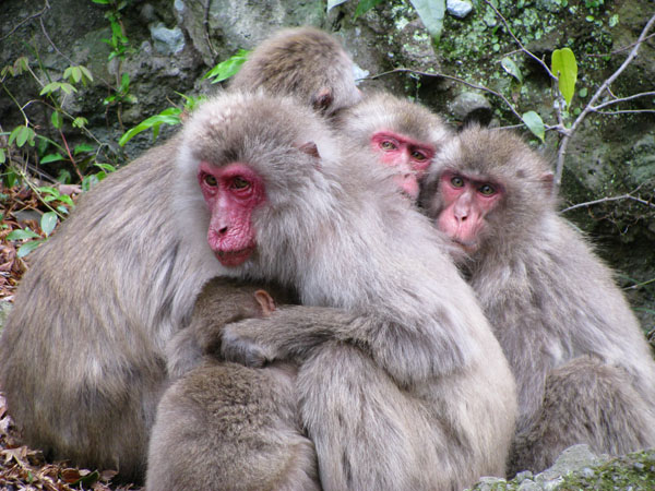 Shodoshima,-Japan-Monkeys-7